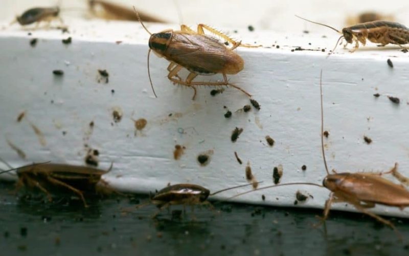 The Pest Problem Most Florida Homeowners Don’t See Until It’s Too Late